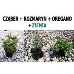 Cząber-Rozmaryn-Oregano +...