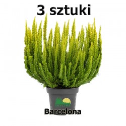 WRZOS-Barcelona SkyLine 3...
