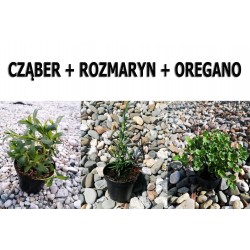 Cząber-Rozmaryn-Oregano